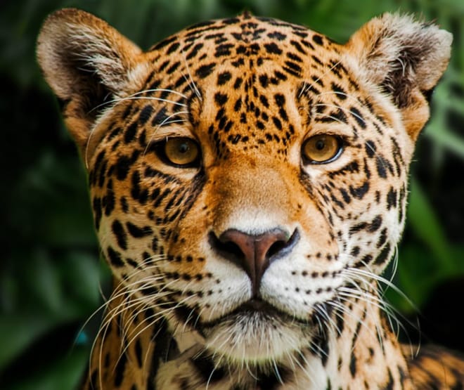 © Indio Maiz Reserva Biologica Jaguar dans la Réserve biologique Indio Maíz au Nicaragua