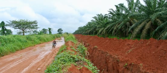 Okomu Oil Palm Company (OOPC) a creusé une profonde tranchée autour de sa plantation (© Rettet den Regenwald / Mathias Rittgerott) Tranchée autour de la plantation de palmiers à huile de l’entreprise Okomu Oil Palm Company (OOPC) au Nigeria